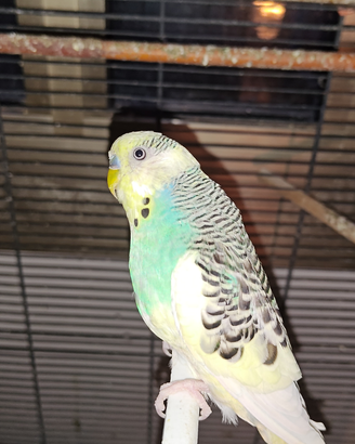 Cocorite pappagallini