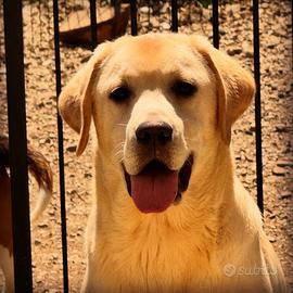 Labrador cuccioli
