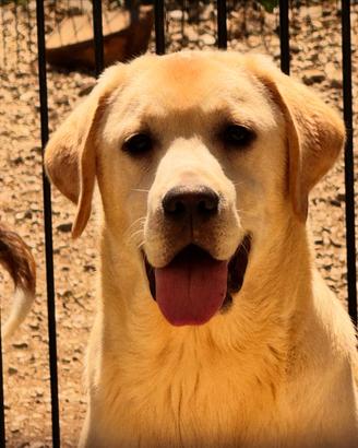 Labrador cuccioli