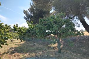 Terreno agricolo