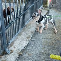 Bulldog francese per monta