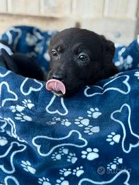 5 cuccioli, due mesi, destinati a morire in gabbia