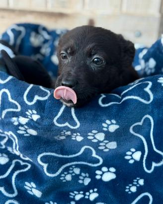 5 cuccioli, due mesi, destinati a morire in gabbia