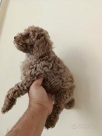 Cucciolo di maltipoo