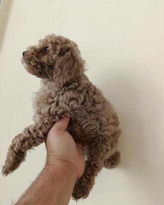 Cucciolo di maltipoo