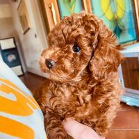 Cuccioli Maschi di Barboncino Toy