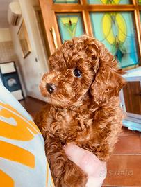 Cuccioli Maschi di Barboncino Toy