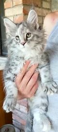 Cucciole di Maine Coon linea russa