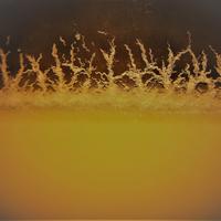 ANGUILLOLE DELL' ACETO mangime cibo vivo