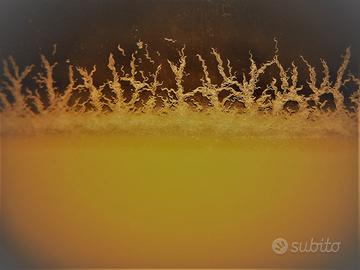 ANGUILLOLE DELL' ACETO mangime cibo vivo