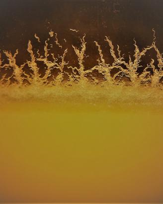 ANGUILLOLE DELL' ACETO mangime cibo vivo