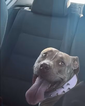 pitbull femmina-bravissima e ubbidiente