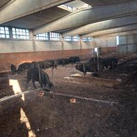 Suini neri d'abruzzo