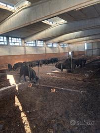 Suini neri d'abruzzo