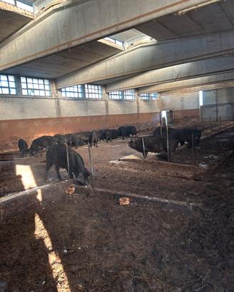 Suini neri d'abruzzo