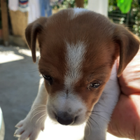 Cucciola Jack russell