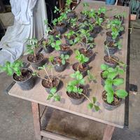 Piante di fragole varietà Marie Charlotte