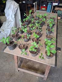 Piante di fragole varietà Marie Charlotte