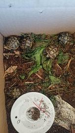 Tartarughe di terra