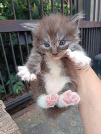 Maine coon con Pedigree wcf