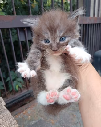 Maine coon con Pedigree wcf
