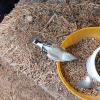 Cardellini major ecc