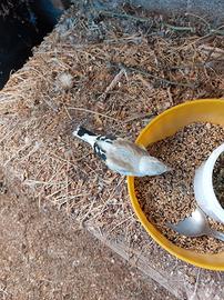 Cardellini major ecc