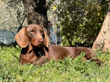 Bassotto maschio per monta