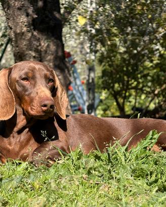 Bassotto maschio per monta