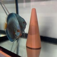 Coppia Discus