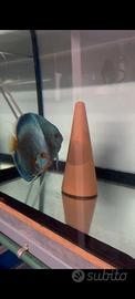 Coppia Discus