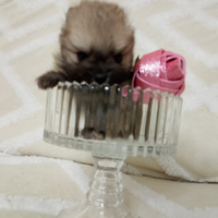 Spitz pomeriana miny