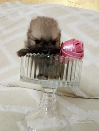 Spitz pomeriana miny