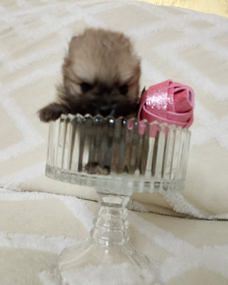 Spitz pomeriana miny