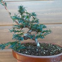 Prebonsai tasso cuspidata shohin