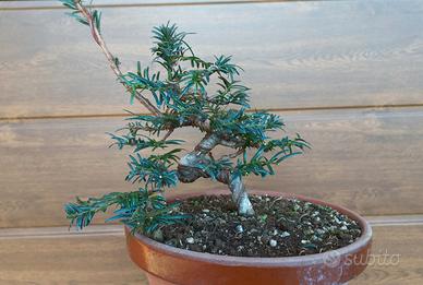 Prebonsai tasso cuspidata shohin