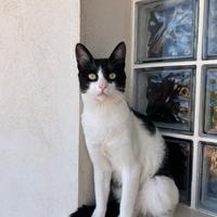 GATTO di 8 mesi