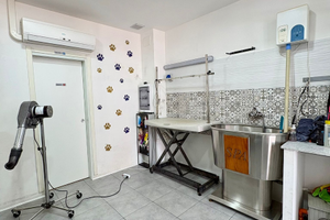 Carinissima e avviata Toelettatura