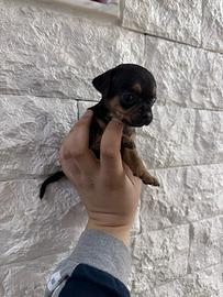 Mini chihuahua Toy da borsetta