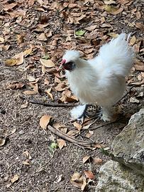 Coppia riproduttiva Galline Moroseta con Chioccia