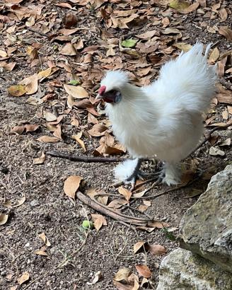 Coppia riproduttiva Galline Moroseta con Chioccia