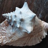 conchiglia strombo gigante