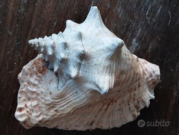 conchiglia strombo gigante