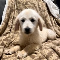 Golden retriever cucciolo