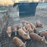 Maiali razza Mangalica