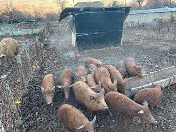 Maiali razza Mangalica