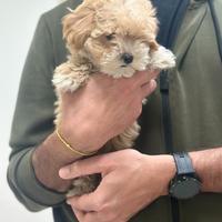 Maltipoo Albicocca Maltese Barboncini disponibili