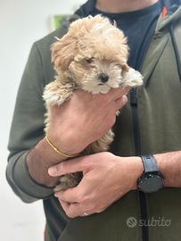 Maltipoo Albicocca Maltese Barboncini disponibili