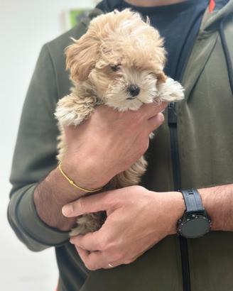 Maltipoo Albicocca Maltese Barboncini disponibili