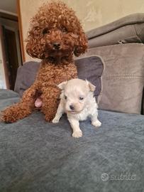 Maltipoo mini toy maschio